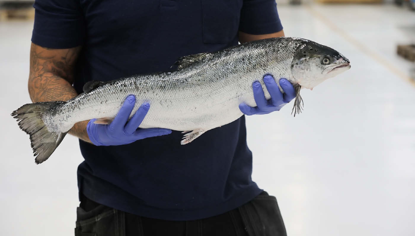 A Norbech employee holding a salmon before processing.