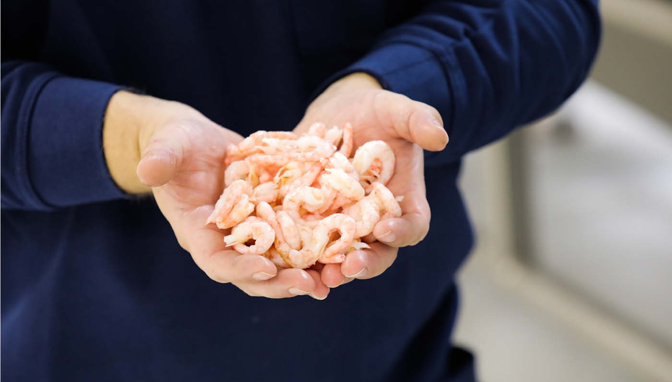A shrimp ready to be processed at Norbech.